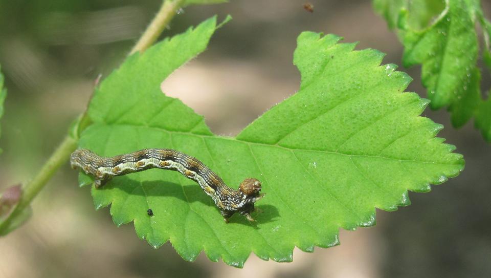 Quale bruco? - Erannis defoliaria